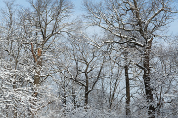 tree branches in white snow on a winter day against a blue sky