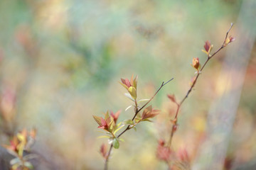 thin branches of a shrub in early spring with small pink-green young leaves on a green blurred background