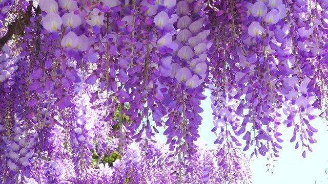 Close-up of beautiful wisteria flowers on the vine in sunny spring