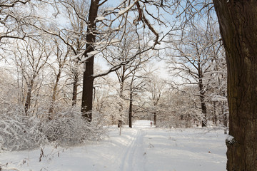 Cross-country skiing track in a Park with snow-covered trees in the Moscow Botanical garden