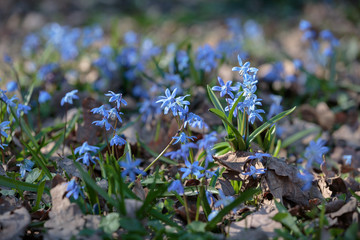 Chionodoxa forbesii blue giant or glory of the snow spring flowers. Meadow with beautiful blue flowers.