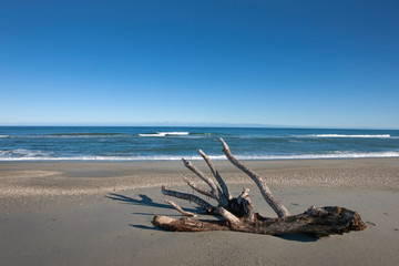 Beach and driftwood near Haast. Westcoast New Zealand