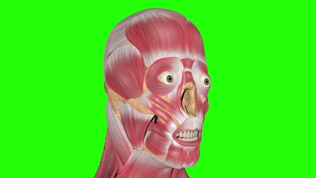 Buccinator Muscles