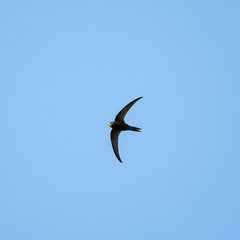 The common swift (Apus apus) in flight. 
