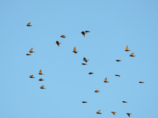 A flock of birds in flight on a background of blue sky. A flock of starlings in flight. Bird migration concept.