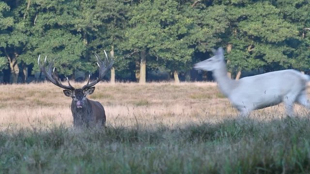 Panning shot of red deer (Cervus elaphus) stag with big antlers testing females in heat by flicking tongue in grassland during the rut in autumn