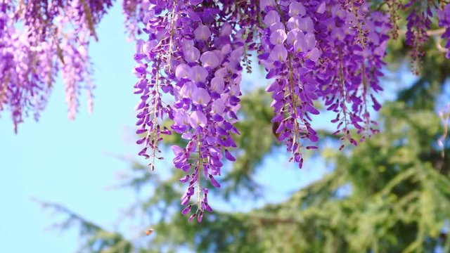 Close-up of dense wisteria flowers swaying in the wind under the sun against the blue sky and green trees