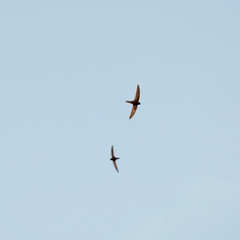 The common swift (Apus apus) in flight. 
