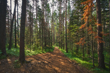Hiking path in the woods of the Stolby Nature Reserve in Krasnoyarsk