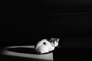 white cat sitting in darkness with light on him