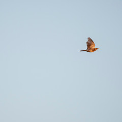 The fieldfare (Turdus pilaris) in flight. The fieldfare (Turdus pilaris) is a member of the thrush family Turdidae.