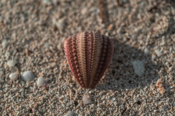 Piece of sea urchin shell