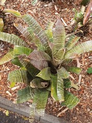 Obraz premium green leaves of fern