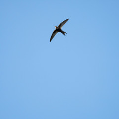 The common swift (Apus apus) in flight. 