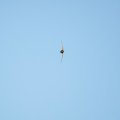 The common swift (Apus apus) in flight. 