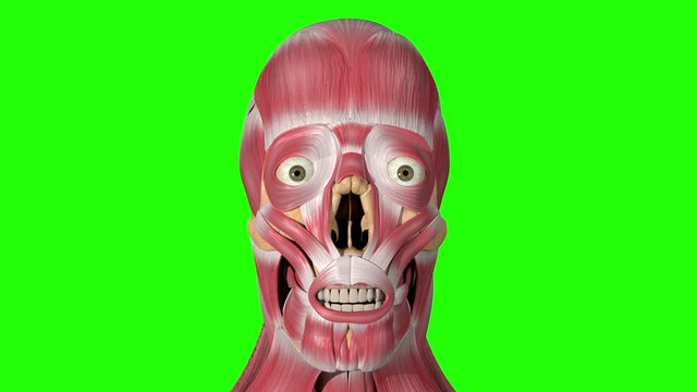 Orbicularis Oris Muscle