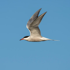 Сommon tern (Sterna hirundo) in flight. The common tern (Sterna hirundo) is a seabird in the family Laridae.