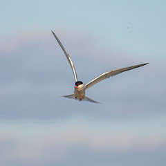 Сommon tern (Sterna hirundo) in flight. The common tern (Sterna hirundo) is a seabird in the family Laridae.