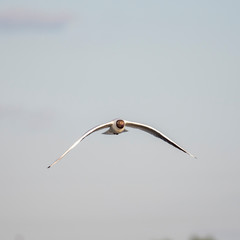 The black-headed gull (Chroicocephalus ridibundus) is a small gull that breeds in much of Europe. 