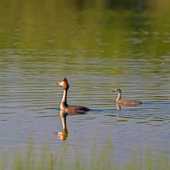 The great crested grebe (Podiceps cristatus) is a member of the grebe family. 