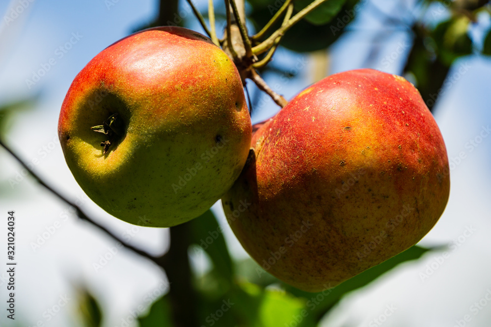 Wall mural two red ripe apples grow on branch of apple tree on blurred background of green leaves. close-up. cl