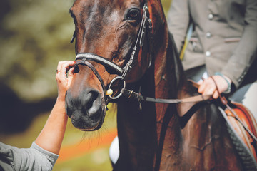 The muzzle of a beautiful, elegant Bay horse with a rider in the saddle and a groom adjusting the...