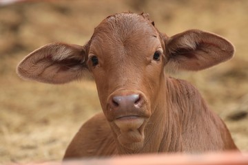 Brahman mix cow calf, head portrait