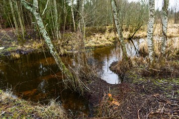 Swamp water and grass overgrown pond in Latvia