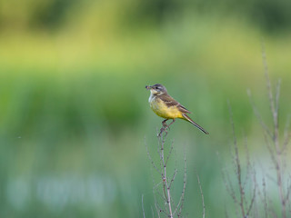 The western yellow wagtail (Motacilla flava) is a small passerine in the wagtail family Motacillidae