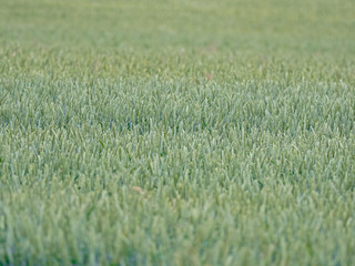 green wheat field and sunny day.  Green wheat field 