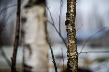 bare branches in the forest at the end of winter, thaw