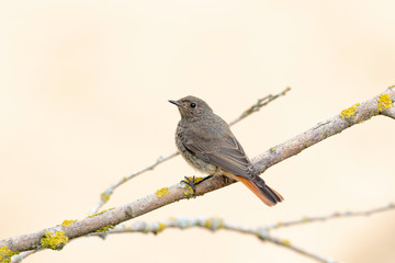 The black redstart (Phoenicurus ochruros) is a small passerine bird