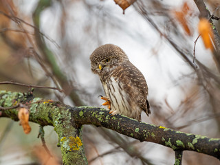The Eurasian pygmy owl (Glaucidium passerinum) is the smallest owl in Europe.