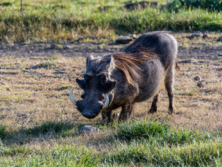 bale mountains natinalpark in southern ethiopia