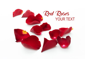 Scattered red rose petals on white background. Red rose petals isolated on a white background with place for your text.
