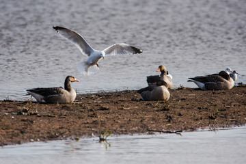 Greylag Goose in habitat. His Latin name is Anser Anser.