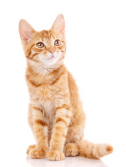 Obraz premium Red little cat on the isolated background