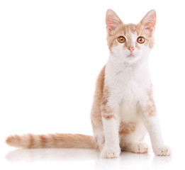 Cute red and white young cat isolated