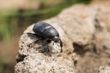 close-up of black ladybug walking on a rock