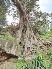 Roots of a tree