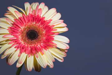 Flower Power