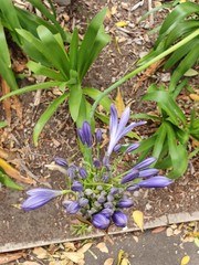 purple flowers in garden