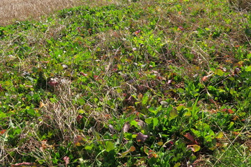 早春の朝の江戸川土手風景