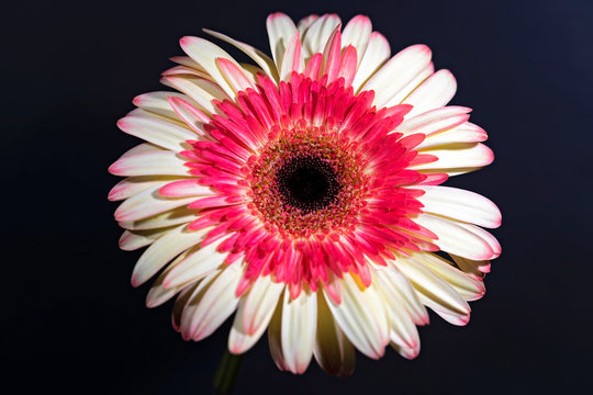 Flower Impact