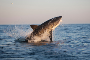 Fototapeta premium GRAND REQUIN BLANC carcharodon carcharias