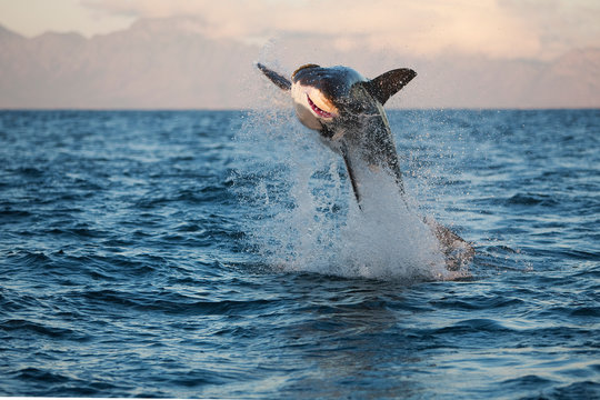 GRAND REQUIN BLANC carcharodon carcharias
