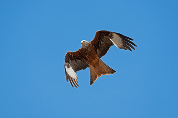 MILAN ROYAL  milvus milvus