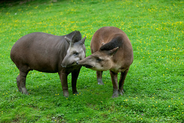 Fototapeta premium TAPIR DU BRESIL tapirus terrestris