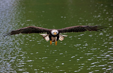 PYGARGUE A TETE BLANCHE haliaeetus leucocephalus