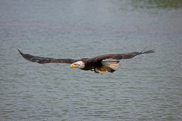 PYGARGUE A TETE BLANCHE haliaeetus leucocephalus